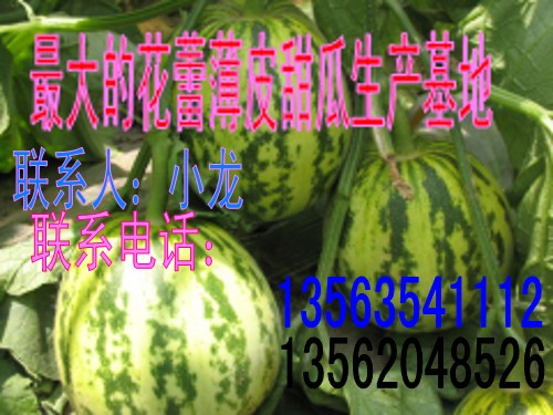 花蕾甜瓜，花皮甜瓜，绿宝甜瓜大量上市