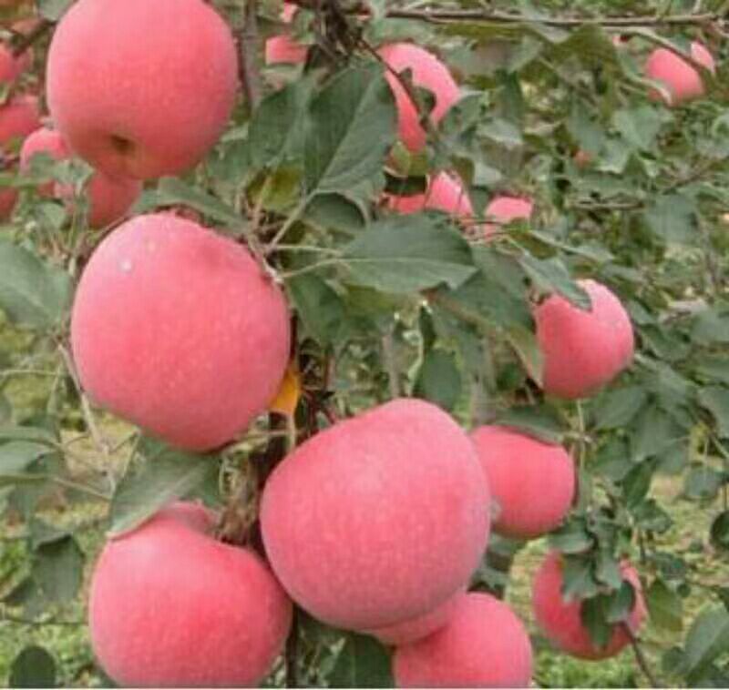 山东优质红富士苹果大量批发
