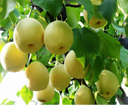 绥中白梨花梨安梨富士韩富黄元帅苹果代收