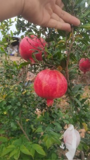 突尼斯软籽石榴