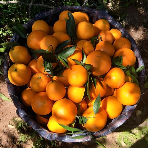 大量重庆奉节脐橙，欢迎合作