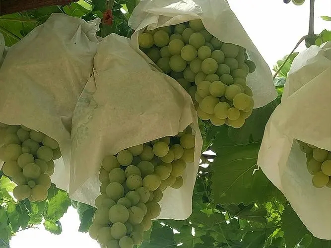 临沭醋庄青葡萄大量上市 可做果汁  罐头等
