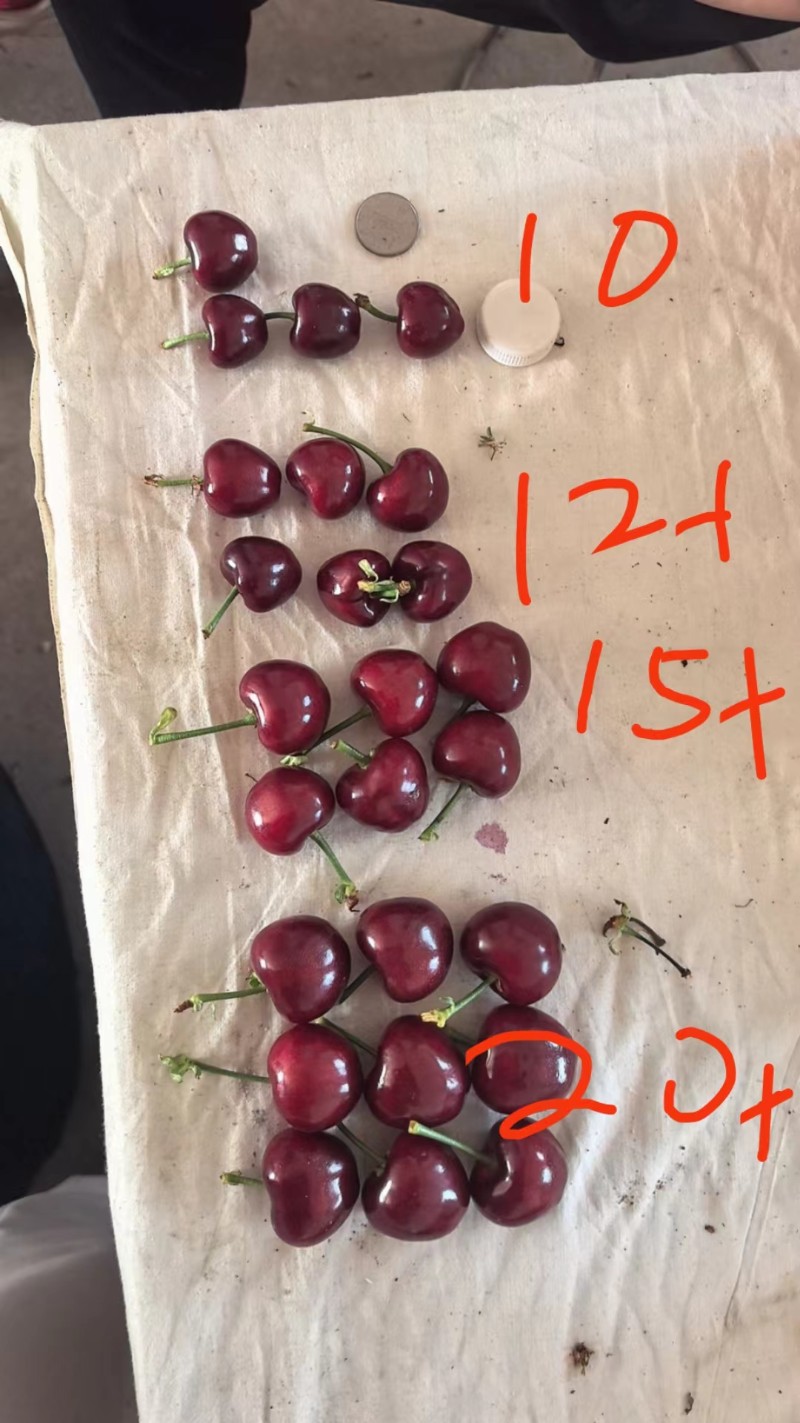 樱桃，美早樱桃，沙蜜托，俄八，佳红