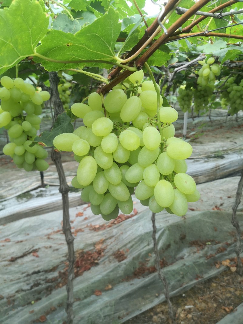 维多利亚 青提 巨峰 阳光玫瑰台州温岭葡萄 产地直销