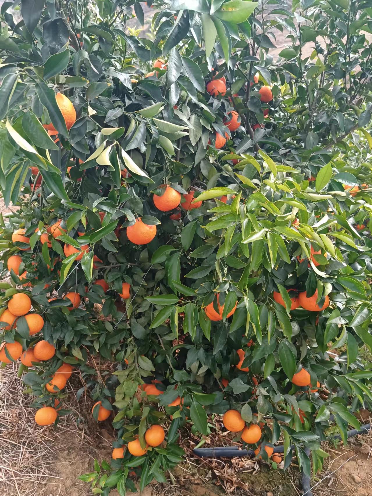 云南大理宾川沃柑