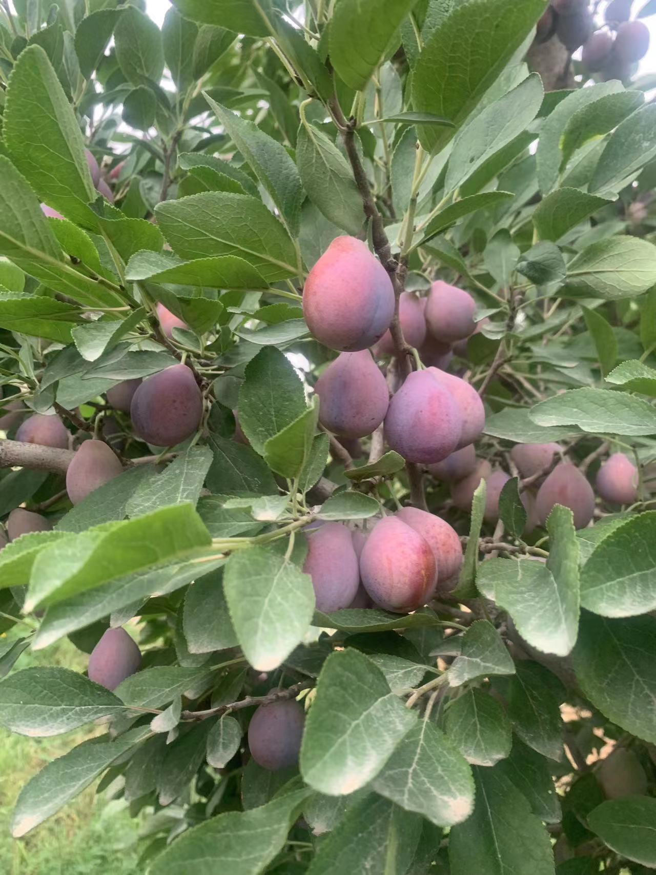 西梅，恐龙蛋，通货