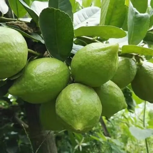 广东无籽四季香水柠檬