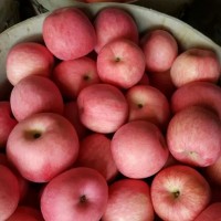 山东优质红富士苹果上市了，货源充足