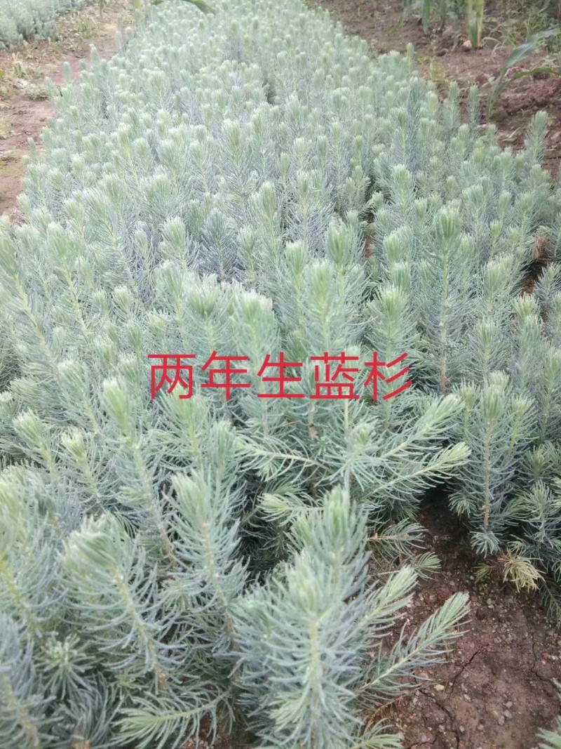 美国科罗拉蓝杉