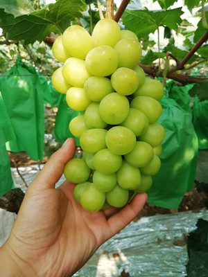 阳光玫瑰葡萄基地价格 陕西阳光玫瑰葡萄价格