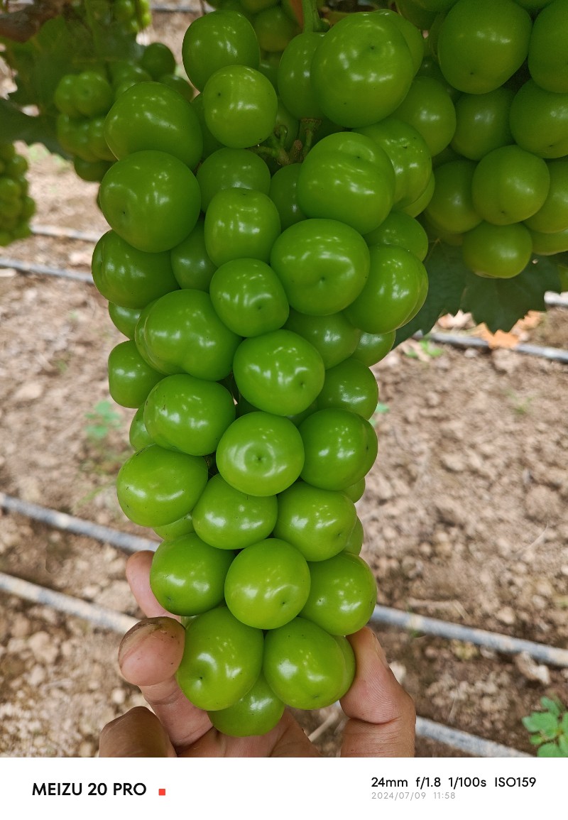 阳光玫瑰   葡萄  柑橘