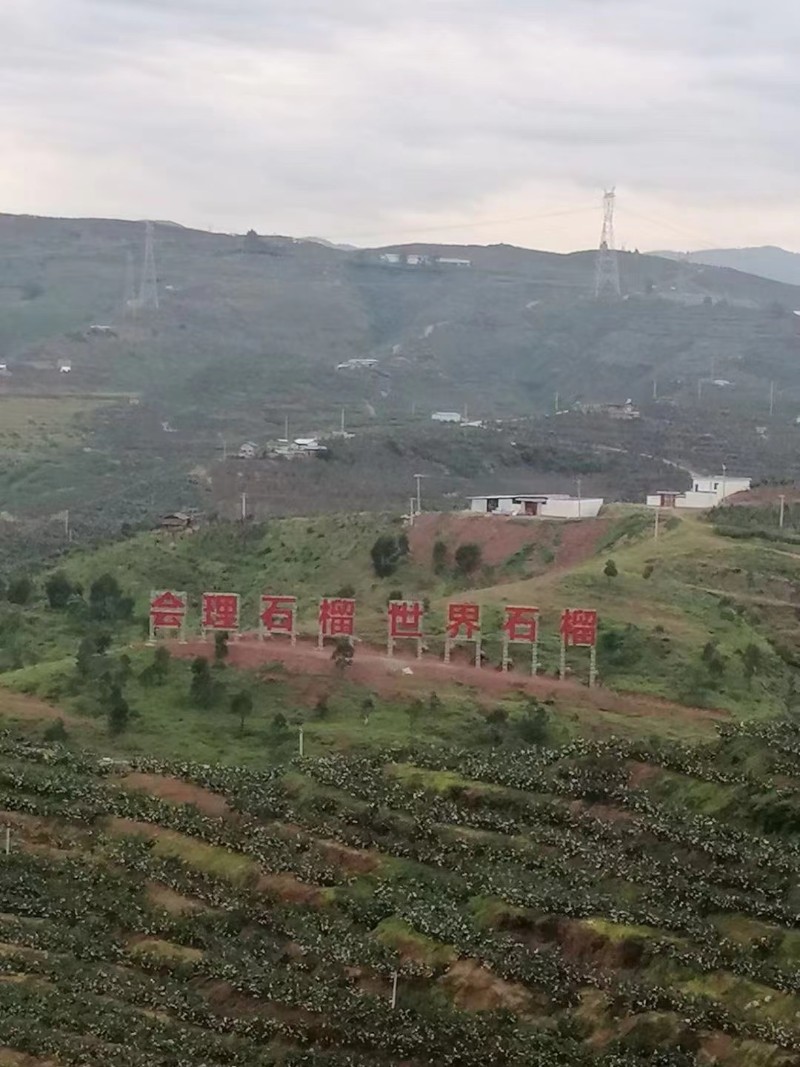 突尼斯软籽石榴