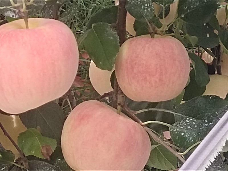 优质富士王苹果