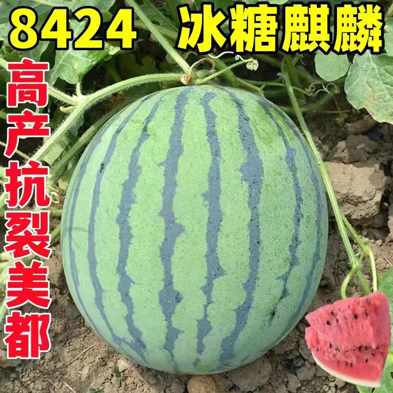 大棚西瓜2026，美都