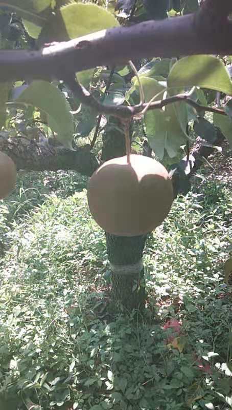 皇冠，翠玉，黄金，圆黄等梨子