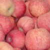 山东优质红富士苹果大量供应价格便宜了，货源充足