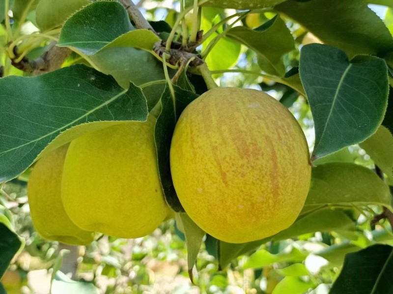 新疆库尔勒香梨