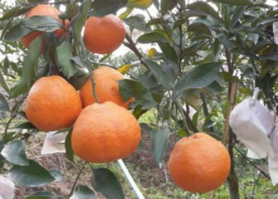 耙耙柑 不知火 春见 晚碰 血橙 丑橘 水果 橘子