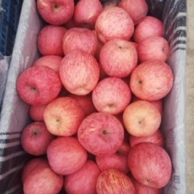 陕西纸袋红富士苹果批发，红富士苹果产地价格