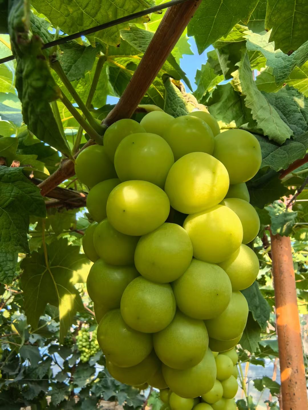 精品阳光玫瑰葡萄