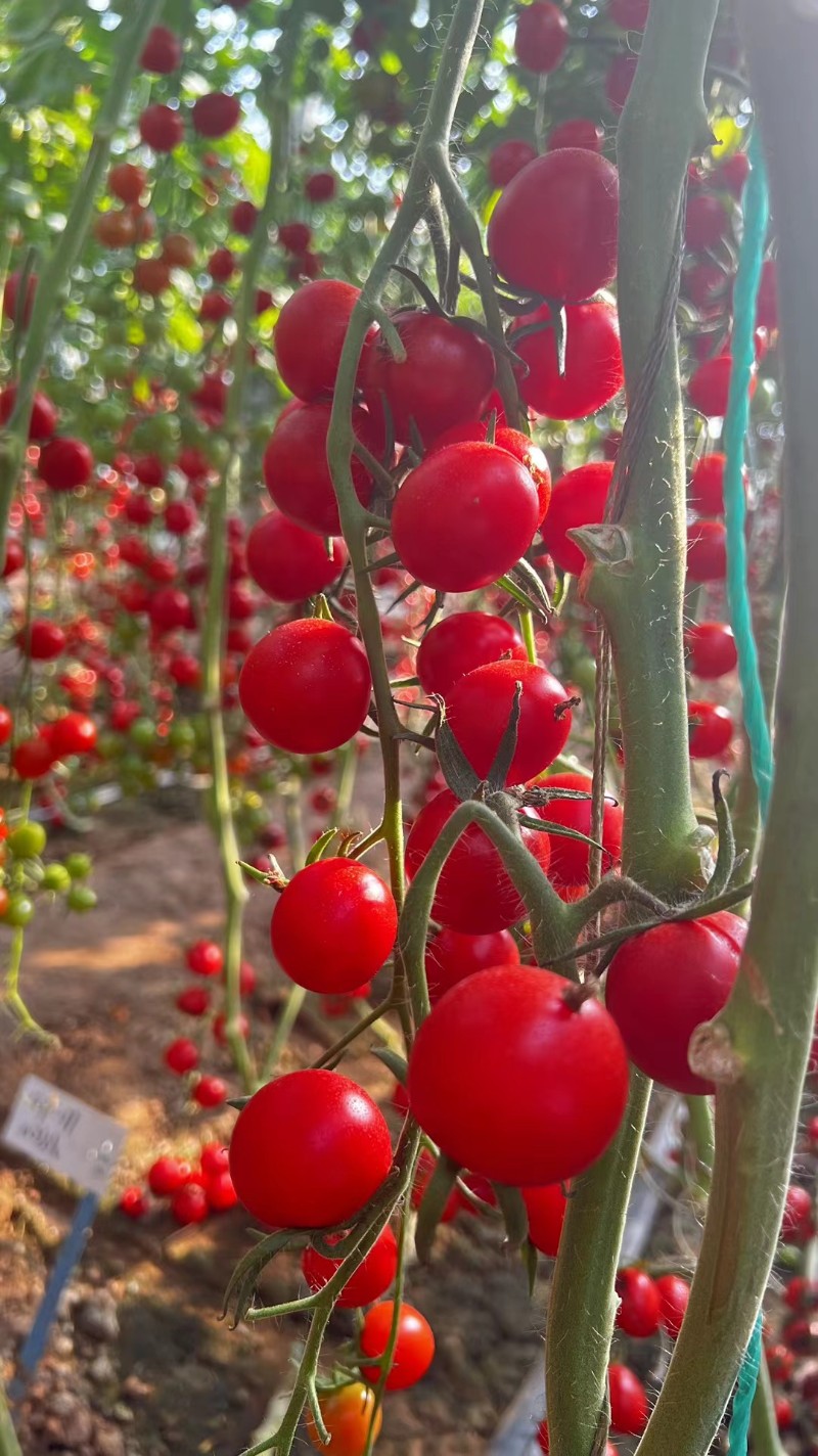 圣女果 西红柿