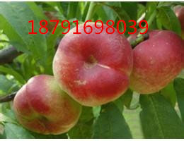 油蟠桃批发 温室大棚油蟠桃价格 陕西油蟠桃基地