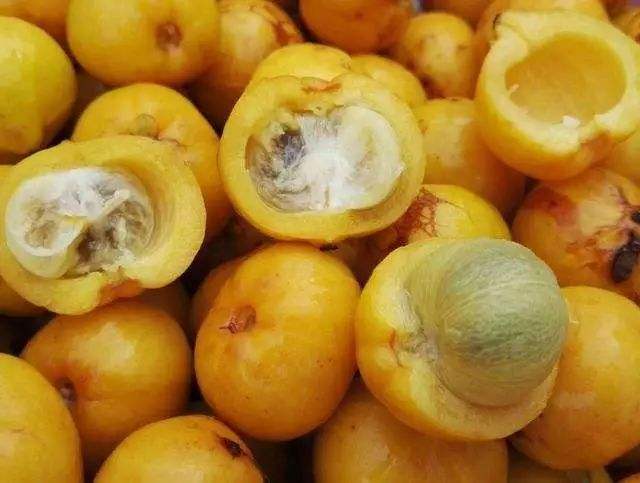 供应广西青梅苗和红江橙苗和岭南山竹苗基地