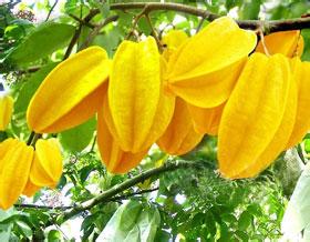 供应广西甜杨桃苗和大青枣苗 番石榴苗与黄皮苗批发