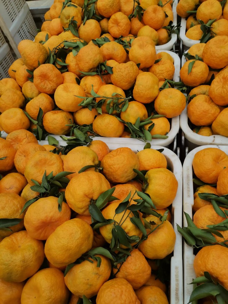 云南省玉溪市元江哈尼族彝族傣族自治县甘庄街道它克村水果交易市场