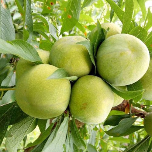 蜂糖李子批发陕西蜂糖李子批发蜂糖李子价格蜂糖李子基地价格