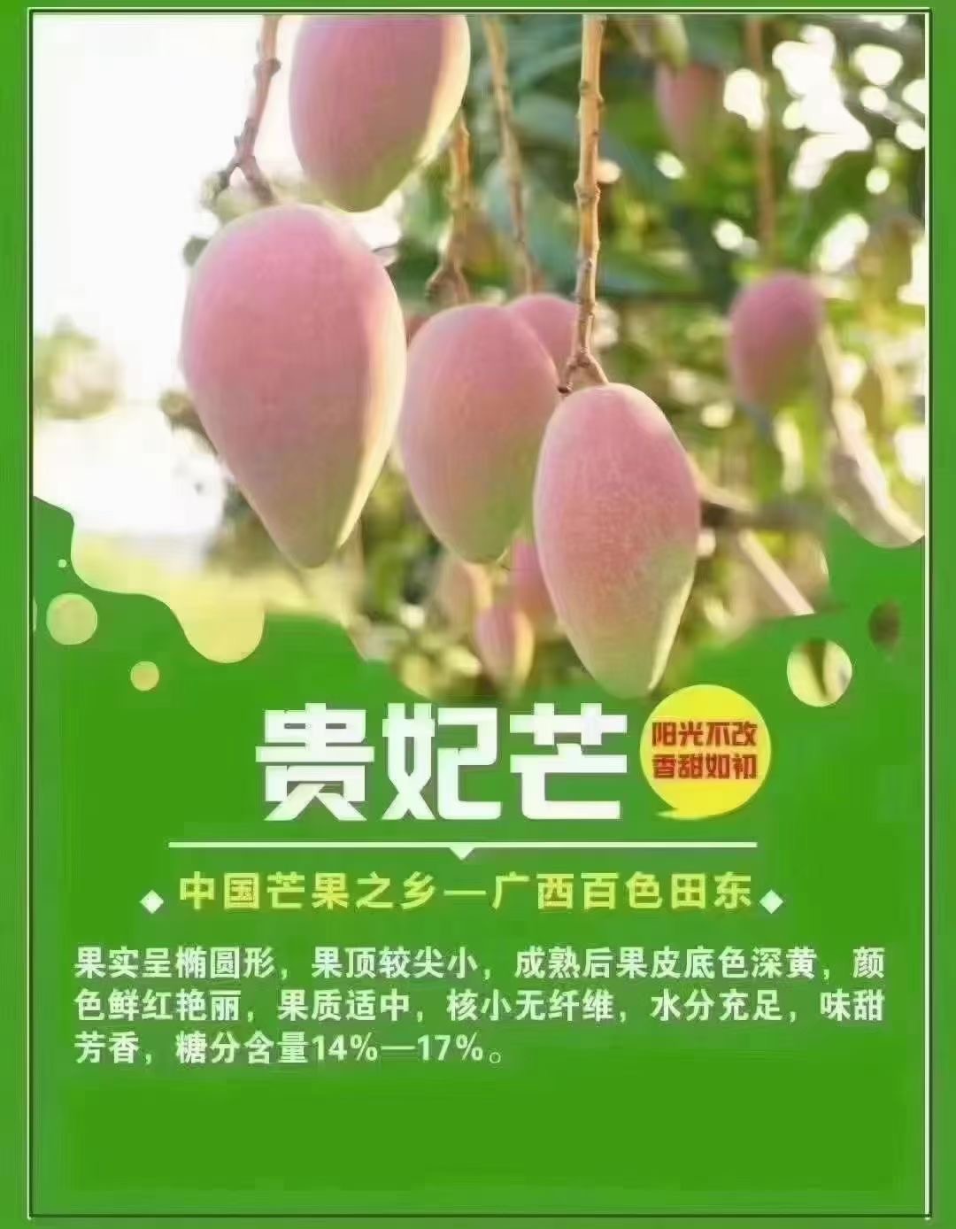 大金煌 台农 贵妃 口感好 欢迎老板采购