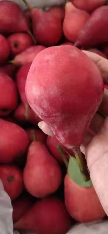 红啤梨出口批发