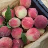 山东优质金秋红蜜映霜红黄金 毛桃大量上市