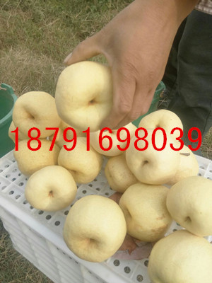 陕西砀山酥梨批发陕西优质红提葡萄基地陕西花冠苹果产地