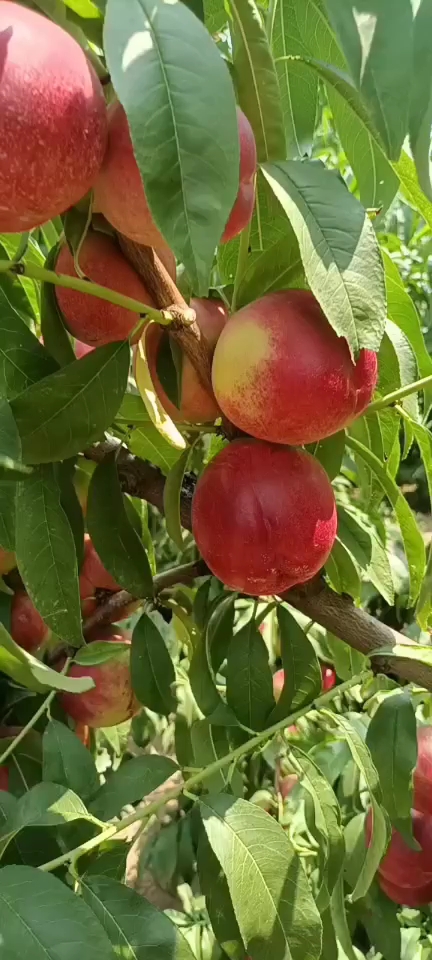 红芙蓉油桃批发，红芙蓉油桃基地价格