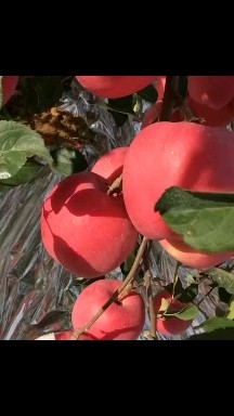 红富士苹果
