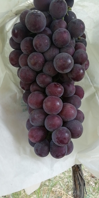 陕西户太葡萄批发陕西户太八号葡萄批发