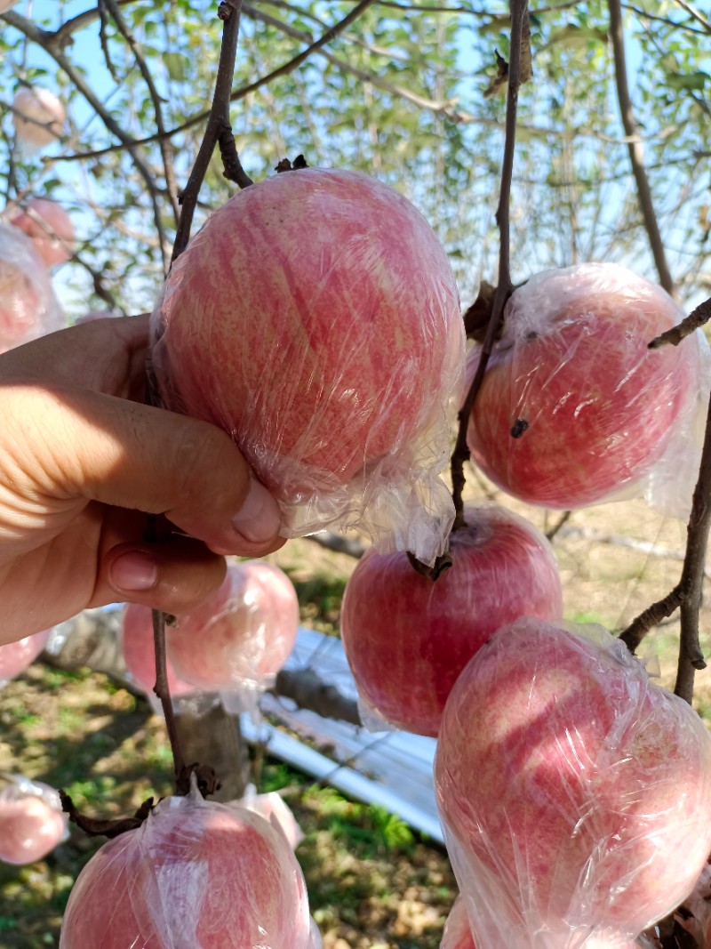 陕西红富士苹果批发膜袋红富士苹果基地价格