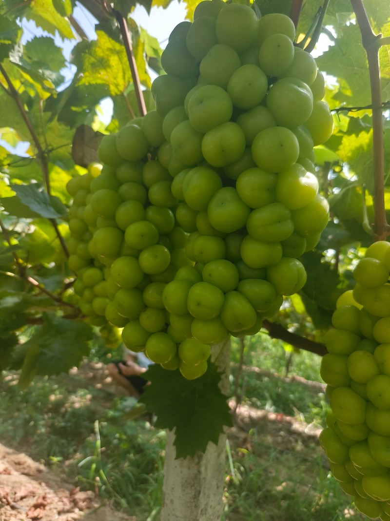 阳光玫瑰湖南湖北产区