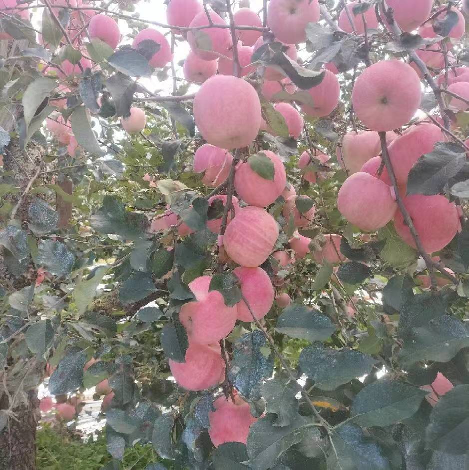 山东红富士苹果