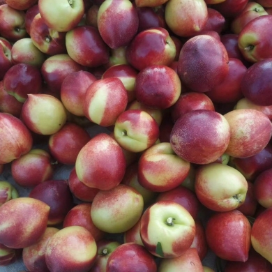 山东枣油桃产地求购