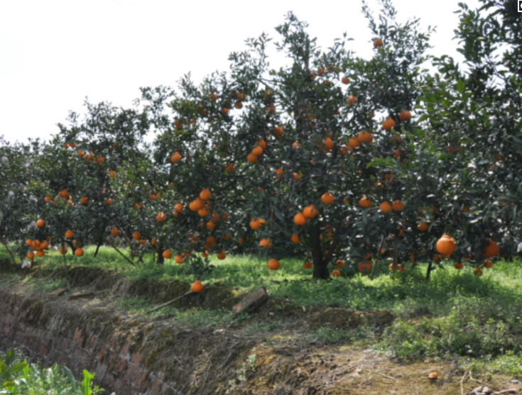 晚椪/不知火/春见/血橙自家种植