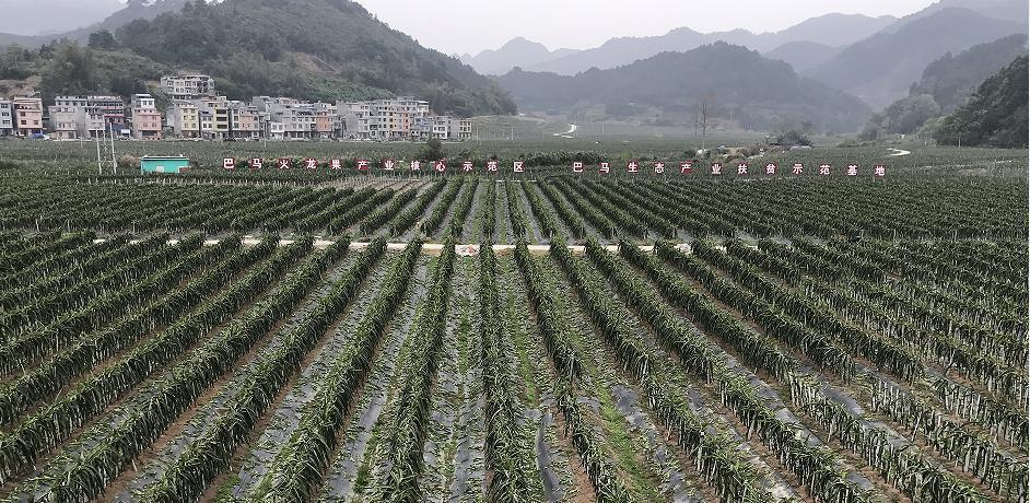 巴马红金宝火龙果