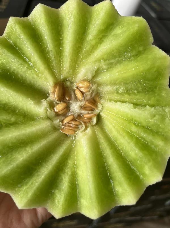 山东玉菇甜瓜大量上市