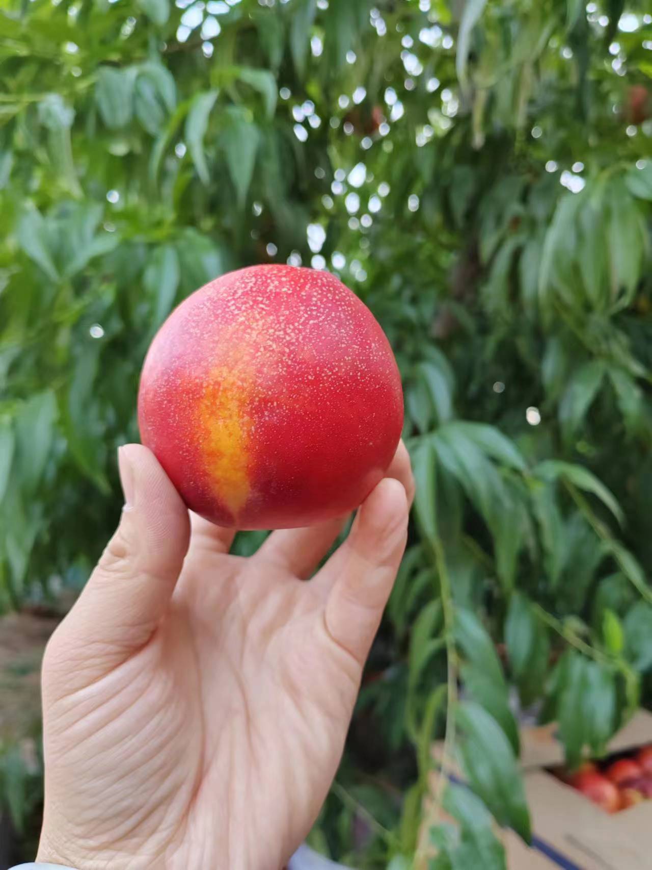 油桃
