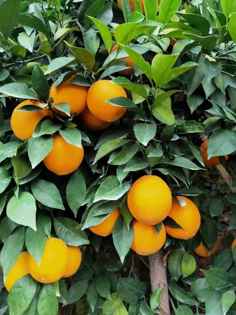 赣南脐橙