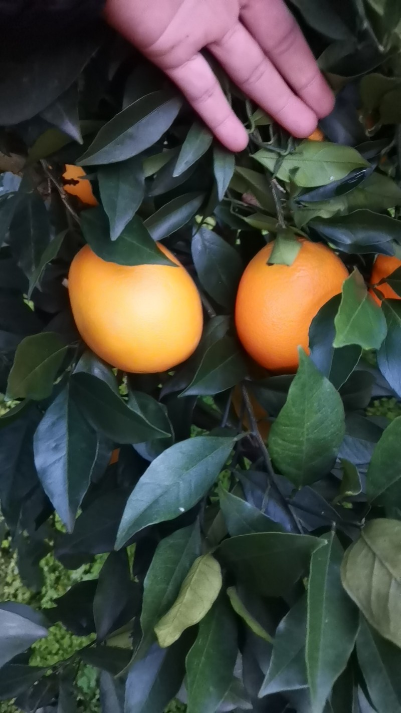 纽荷尔脐橙