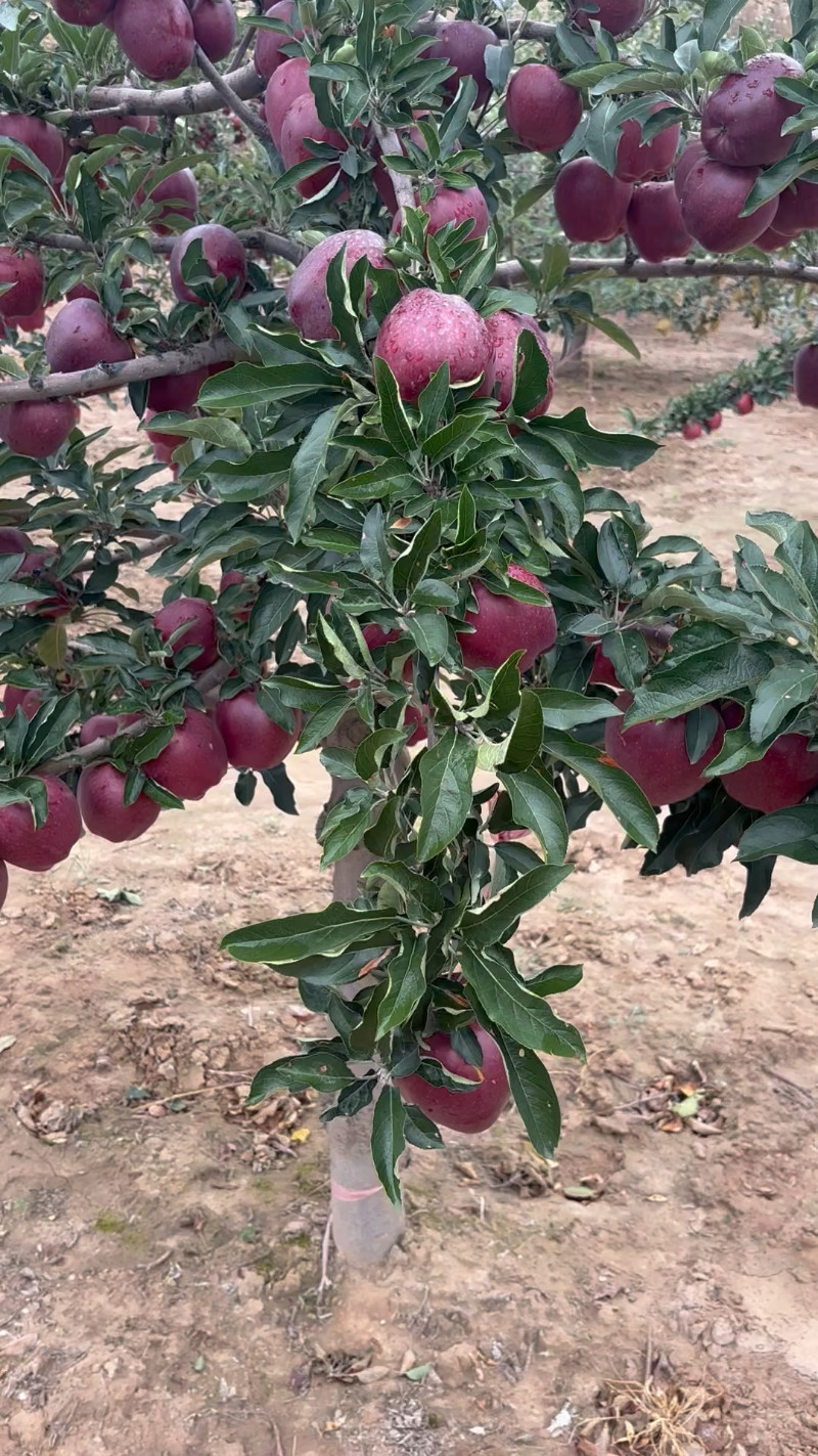 甘肃花牛苹果