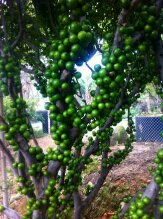 求购玉林嘉宝果树苗价格表 广西树葡萄苗批发中心