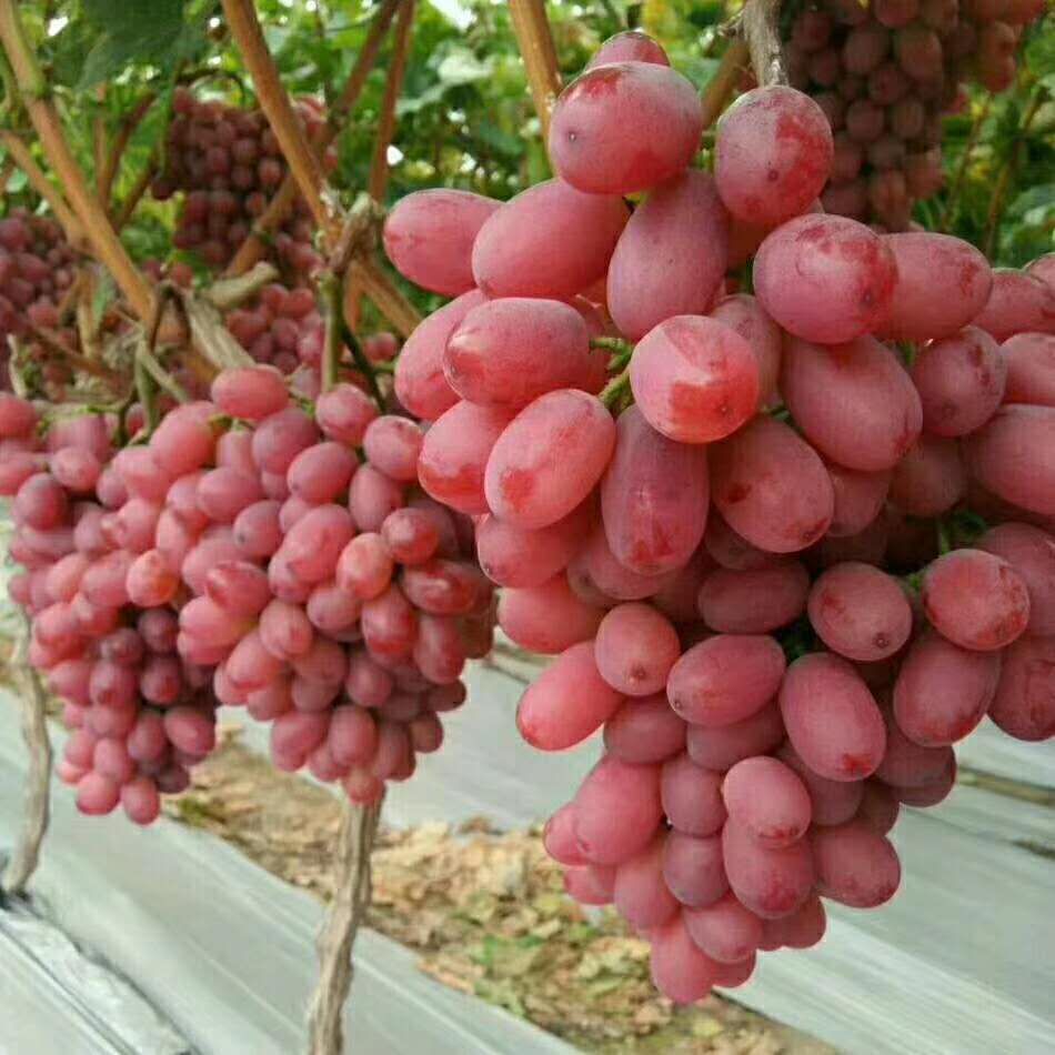 陕西克轮生葡萄批发克轮生葡萄价格 克轮生葡萄基地